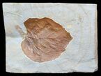Paleocene Fossil Leaf (Davidia) - Montana #56679-1